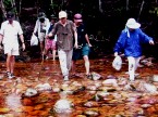 Isla Raton, walk to the base of Angel Falls