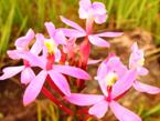 Chiricayen orchid